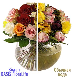 FloraLife Калининград